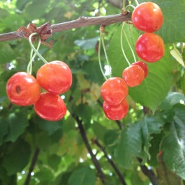 CERISIER - Prunus avium - bigarreau 'Saint fiacre'