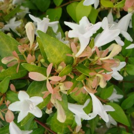 Abelia 'Francis Masson'