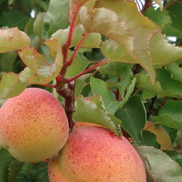 ABRICOTIER - Prunus armeniaca 'Pêche de nancy'