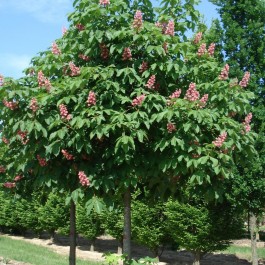 Marronnier rouge de greffe