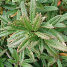 Berberis julianae