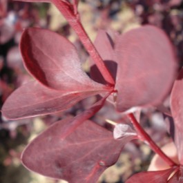 Berberis Auricauma