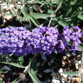 Arbre aux papillons nain 'Nanho blue'