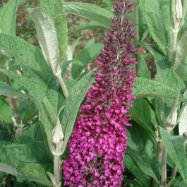 Laurier à feuille ronde 'Summer beauty'