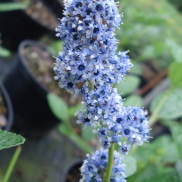 Céanothe 'Trewithen blue'