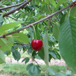 CERISIER - Prunus avium - bigarreau 'Belges'