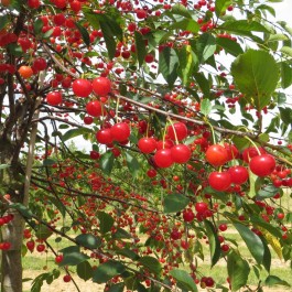 CERISIER - Prunus cerasus - griotte 'Montmorency pleureur'