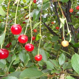 CERISIER - Prunus cerasus - griotte 'Toussaint'