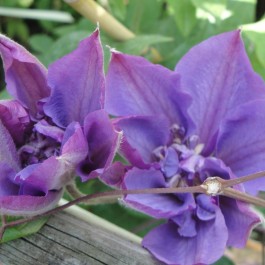 Clematite bleu fleurs doubles