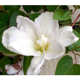 Clématite à fleurs blanches