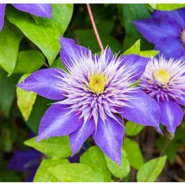 Clematite bleu