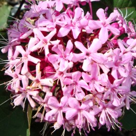 Clerodendron