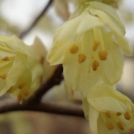 Corylopsis