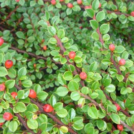 Cotoneaster horizontalis