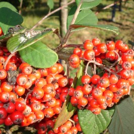 Cotoneaster lactea