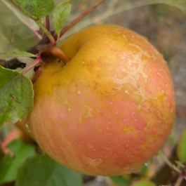 POMMIER - Malus communis 'De l'estre'