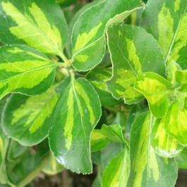 Fusain panaché jaune 'Duc d'Anjou'