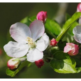 POMMIER - Malus communis 'Starkimson'