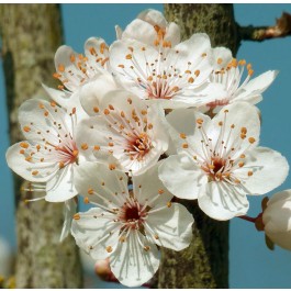 PRUNIER - Prunus domestica 'Parfumée de septembre'