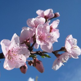 PECHER - Prunus persica 'Michelini'