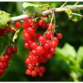 groseillier à grappes rouge