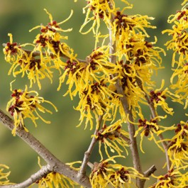 Hamamelis jaune