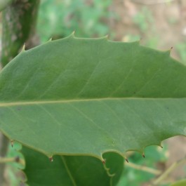 Houx feuille de chataignier