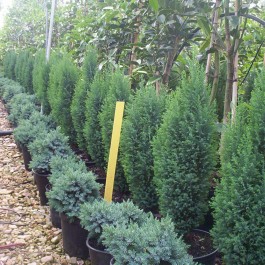 Juniperus Blue star