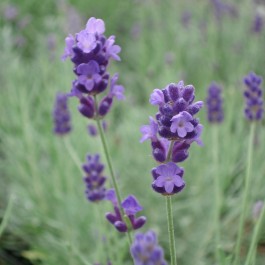 Lavande vraie 'Hidcote'