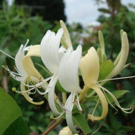 Chèvrefeuille jaune et blanche