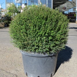 Lonicera nitida Tidy Tips®