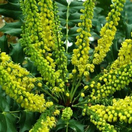 Mahonia