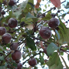 Pommier d'ornement pleureur à fleur pourpre