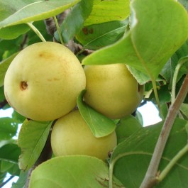 NASHIS - Pyrus pyrifolia 'Shinseiki'