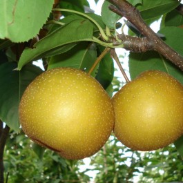 NASHIS - Pyrus pyrifolia 'Shojuro'