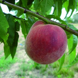 PECHER - Prunus persica 'Amsden'