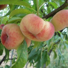PECHER - Prunus persica 'Saturne'