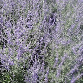 Sauge d'Afghanistan 'Blue Spire'