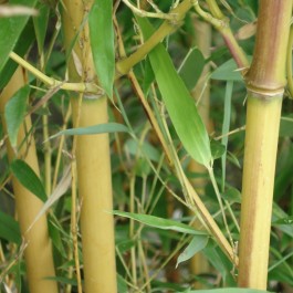 Phyllostachys 'Aureocaulis'