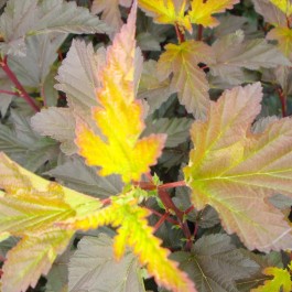 Physocarpus Diable d'or