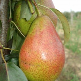 POIRIER - Pyrus communis 'Louise Bonne d'Avranches'