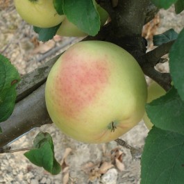 POMMIER - Malus communis 'Châtaignier tendre'