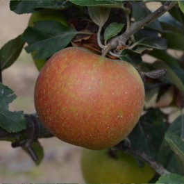 POMMIER - Malus communis 'Kids orange red'