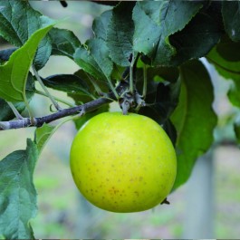 POMMIER - Malus communis 'Reinette Abry'