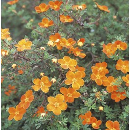 Potentille orange 'Hopley's Orange'