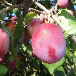 PRUNIER - Prunus domestica 'Bonne de Brie'