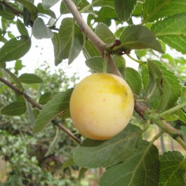 PRUNIER - Prunus domestica 'Mirabelle de Metz'