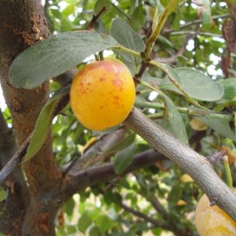 PRUNIER - Prunus domestica 'Mirabelle de Nancy'