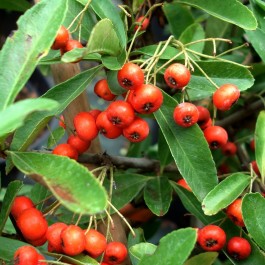 Pyracantha rouge