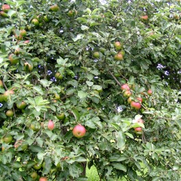 POMMIER - Malus communis 'Reinette de Bailleul'